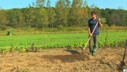 How to Grow Onions
